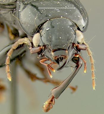 Media type: image;   Entomology 33045 Aspect: head frontal view